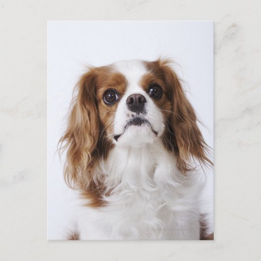 Cavalier King Charles Spaniel sitzt im Studio Postkarte (Vorderseite)
