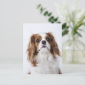 Cavalier King Charles Spaniel sitzt im Studio Postkarte (Stehend Vorderseite)
