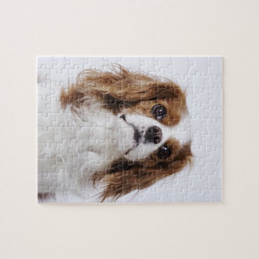 Cavalier King Charles Spaniel sitzt im Studio Puzzle (Horizontal)
