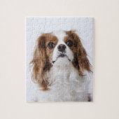 Cavalier King Charles Spaniel sitzt im Studio Puzzle (Vertikal)