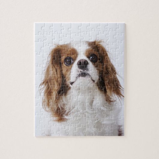 Cavalier King Charles Spaniel sitzt im Studio Puzzle (Vertikal)