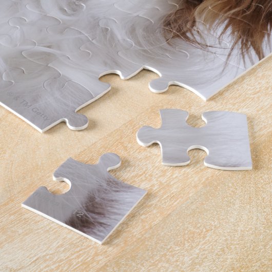 Cavalier King Charles Spaniel sitzt im Studio Puzzle (Seite)