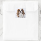Cavalier King Charles Spaniel sitzt im Studio Quadratischer Aufkleber (Tasche)