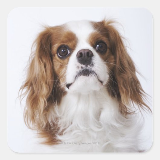 Cavalier King Charles Spaniel sitzt im Studio Quadratischer Aufkleber (Vorderseite)