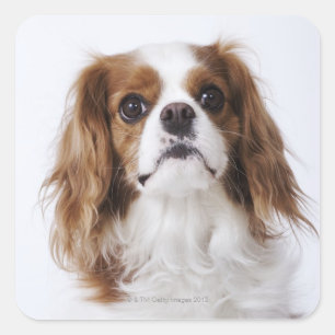 Cavalier King Charles Spaniel sitzt im Studio Quadratischer Aufkleber