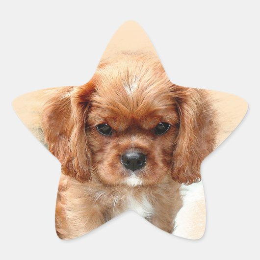 Cavalier King Charles Spaniel Stern-Aufkleber (Vorderseite)