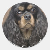 Cavalier King Charles Spaniel Stickers (Vorderseite)