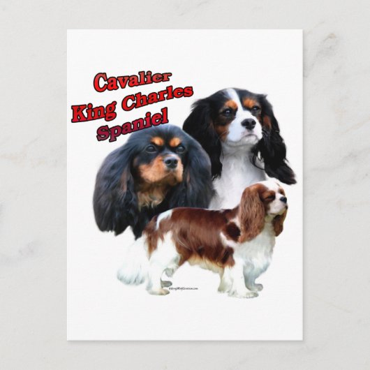 Cavalier King Charles Spaniel Trio 2 Postkarte (Vorderseite)