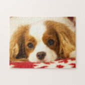 Cavalier King Charles Spaniel über Snowflake Blank Puzzle (Horizontal)