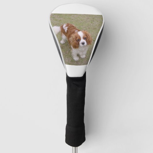 Cavalier-king-charles-spaniel vollständig golf headcover (Vorderseite)