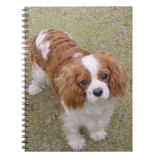 Cavalier-king-charles-spaniel vollständig notizblock (Vorderseite)