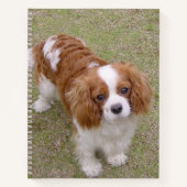 Cavalier-king-charles-spaniel vollständig notizblock (Vorderseite)