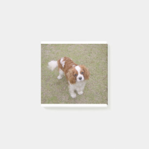 Cavalier-king-charles-spaniel vollständig post-it klebezettel