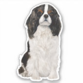Cavalier King Charles Spaniel Watercolor Aufkleber (Vorderseite)