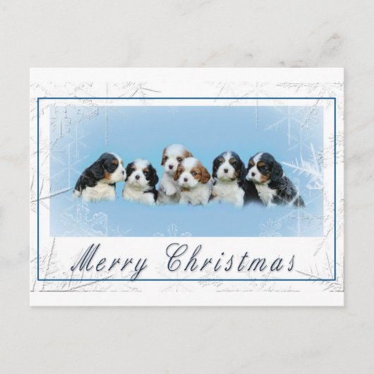 Cavalier King Charles Spaniel Weihnachten (Vorderseite)