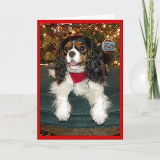 Cavalier King Charles Spaniel Weihnachtskarte Feiertagskarte (Vorderseite)