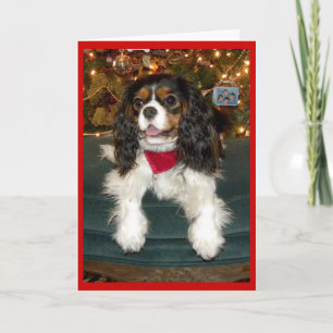 Cavalier King Charles Spaniel Weihnachtskarte Feiertagskarte