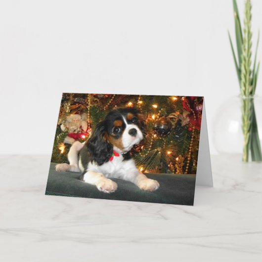 Cavalier King Charles Spaniel Weihnachtskarte Feiertagskarte (Vorderseite)