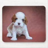 Cavalier King Charles Spaniel Welpe Mousepad (Vorne)