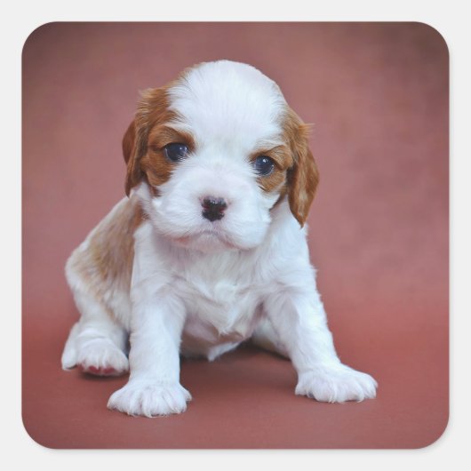 Cavalier King Charles Spaniel Welpe Quadratischer Aufkleber (Vorderseite)