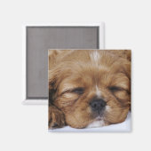 Cavalier King Charles Spaniel Welpe schlafen Magnet (Vorderseite/Rückseite)