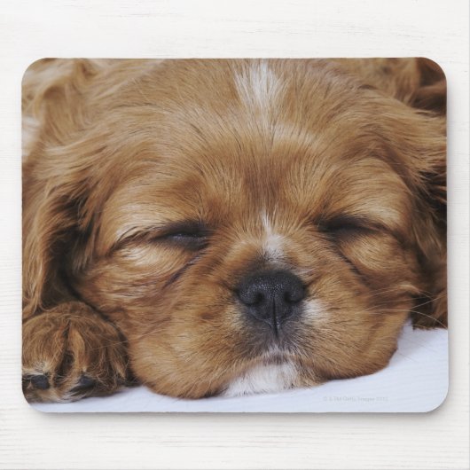 Cavalier King Charles Spaniel Welpe schlafen Mousepad (Vorne)