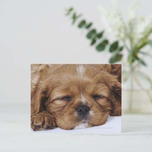 Cavalier King Charles Spaniel Welpe schlafen Postkarte (Stehend Vorderseite)