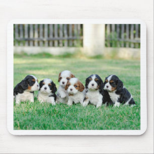 Cavalier King Charles Spaniel Welpen Mousepad