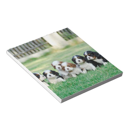 Cavalier King Charles Spaniel Welpen Notizblock (angewinkelt)