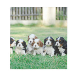 Cavalier King Charles Spaniel Welpen Notizblock