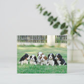 Cavalier King Charles Spaniel Welpen Postkarte (Stehend Vorderseite)