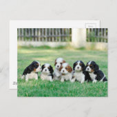 Cavalier King Charles Spaniel Welpen Postkarte (Vorne/Hinten)