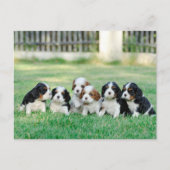 Cavalier King Charles Spaniel Welpen Postkarte (Vorderseite)
