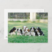 Cavalier King Charles Spaniel Welpen Postkarte (Vorne/Hinten)