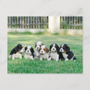 Cavalier King Charles Spaniel Welpen Postkarte