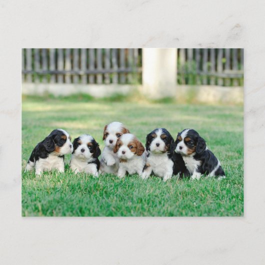 Cavalier King Charles Spaniel Welpen Postkarte (Vorderseite)