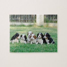 Cavalier King Charles Spaniel Welpen Puzzle