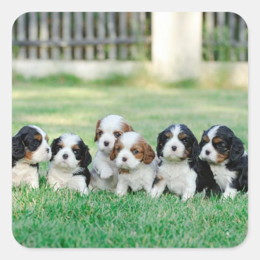 Cavalier King Charles Spaniel Welpen Quadratischer Aufkleber (Vorderseite)