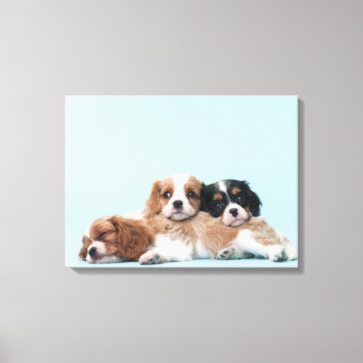 Cavalier King Charles Spaniel Welppies Leinwanddruck (Vorderseite)