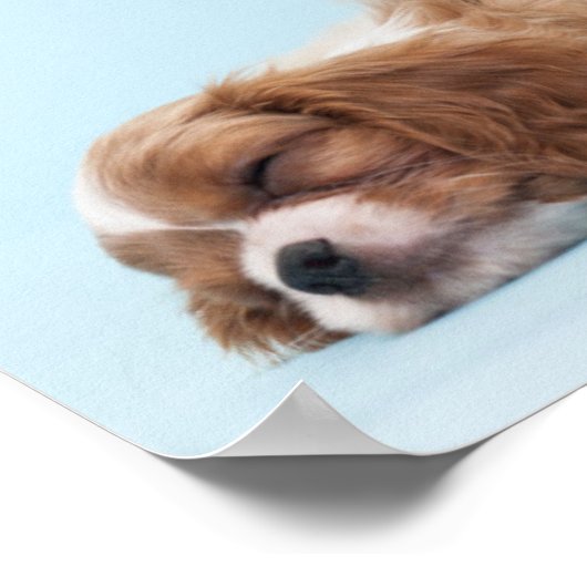 Cavalier King Charles Spaniel Welppies Poster (Ecke)