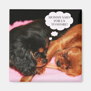 Cavalier King Charles Spaniels Puppies Magnet