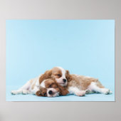 Cavalier King Charles Spaniels Schlafen Poster (Vorne)