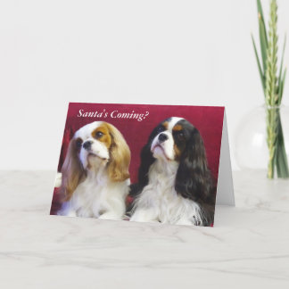Cavalier King Charles Spaniels Weihnachtskarte Feiertagskarte