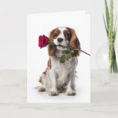 Cavalier King Charles Valentine – Zarte Liebe Karte (Vorderseite)