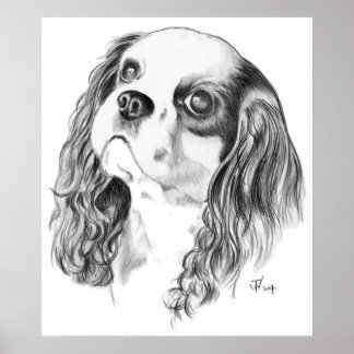 Cavalier King Charles Zeichnend Poster