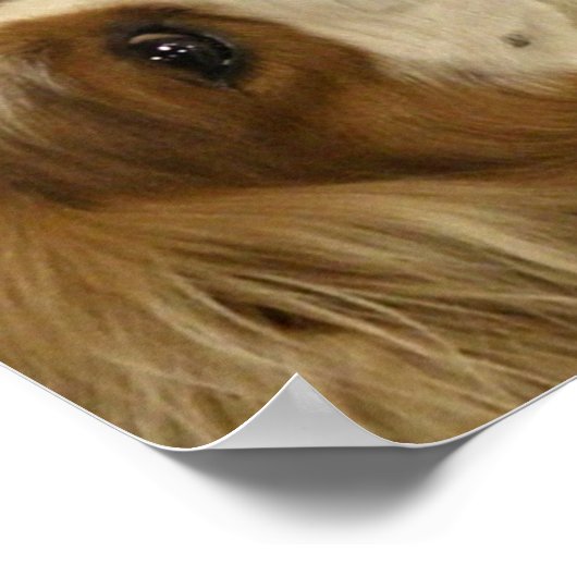 Cavalier King Charlies Spaniel Print Poster (Ecke)