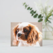 Cavalier King Postcard Postkarte (Stehend Vorderseite)