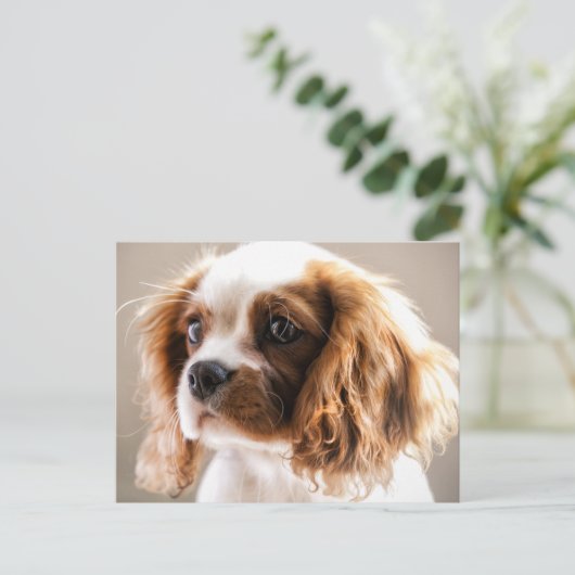 Cavalier King Postcard Postkarte (Stehend Vorderseite)