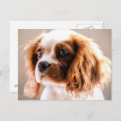 Cavalier King Postcard Postkarte (Vorne/Hinten)