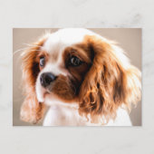 Cavalier King Postcard Postkarte (Vorderseite)